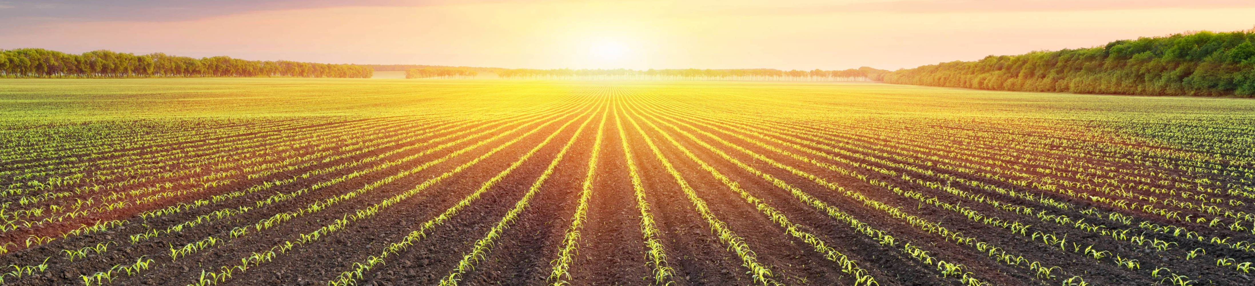 spring, ag, planting